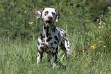 DALMATIEN 069